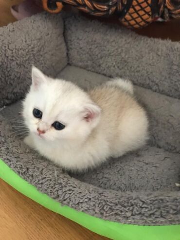 Pişiklər: Şotland yastı qulaq — 14