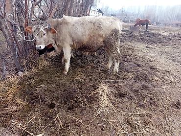 Коровы, быки: Продаю | Бык (самец), Музоо, торпок | Полукровка | На откорм | Привязанные — 5