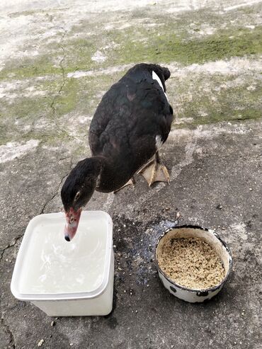 Ördəklər: Erkək, | Lal ördək, Damazlıq, Ünvandan götürmə — 17