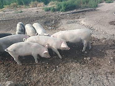 dəniz donuzu satışı: Məhsul: Donuzlar (böyüdülmüş gənc heyvanlar) kəsilir satlLr bütöv — 5