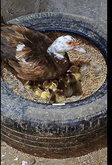 ordəylər: Salam hər kəsə! Əlimdə Bronze Muscovy Duck və Chocolate Muscovy Duck — 1