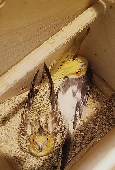 cucə və xoruz təmsil: Hazır cavan cütlük bir yaş 2 aylıq tək quşlar satılır bala alınıb 3 — 1