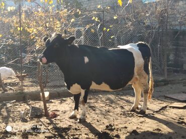 simental inekler azerbaycanda in Azərbaycan | İNƏKLƏR, CAMIŞLAR: Smenta növlü inək satılır. 5 yaşı var. 3 qarın doğub. Yanvar ayında