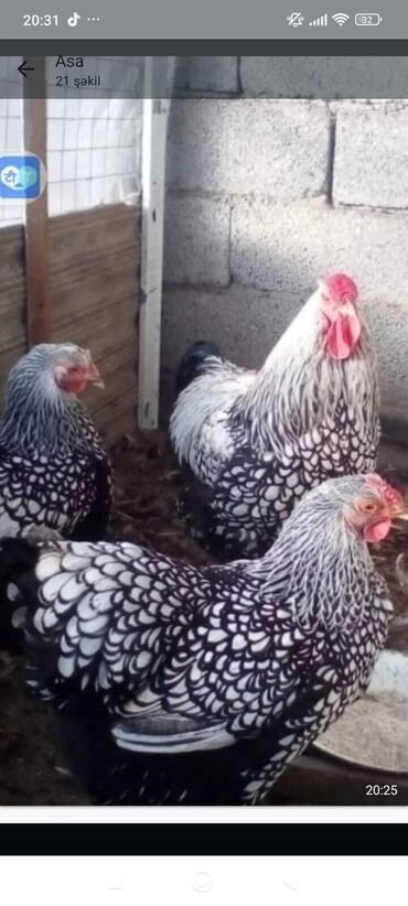 Toyuqlar: Toyuq, Damazlıq, Pulsuz çatdırılma -da lalafo.az — 11 Toyuqlar: Toyuq, Damazlıq, Pulsuz çatdırılma — 11