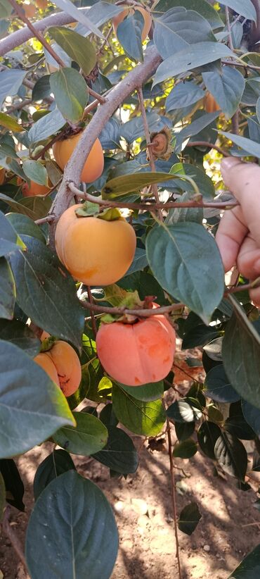 Мясная и рыбная продукция: Məhsulun heç bir çürüyü yoxdur.Ağacda qalıb dərilmiyib.Kim istəyir