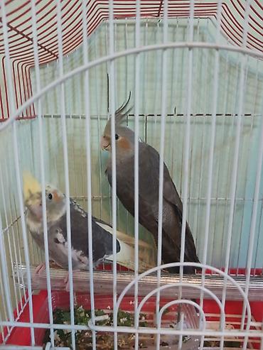 Qəfəslər: Nimfa (Cockatiel) cütü və qəfəs dəsti - Növ: Nimfa tutuquşusu — 1