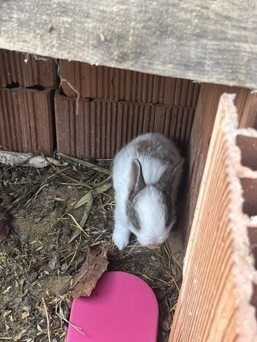 Dovşanlar: Qiymet 5 manatdan 27 manata kimi dir 5 manata balalar 10 manata erkey — 8