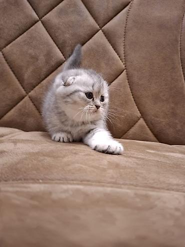 Кошки: Məhsul: Ev heyvanları – balaca it və pişik balaları Təsvir: - — 6