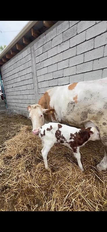 Inəklər, öküzlər: Satılır: inək buzovu ilə birlikdə - Cins tipi: Simental tipli — 4