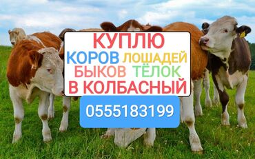 продажа лошадей в кыргызстане: Куплю | Коровы, быки, Лошади, кони | Круглосуточно, Любое состояние, Забитый