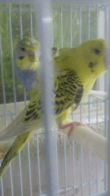 Tutuquşları: Tutuquşları — 20