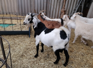 Козы, козлы: Продаю | Коза (самка) | Зааненская, Битал — 1