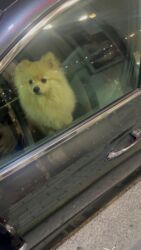 отдам собаку в хорошие руки: Шпиц, 6 месяцев, Самец