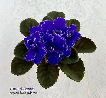 Фиалки и глоксинии: 🌱🌺🌱 Продаю сортовые ДЕТКИ стандартных, трейлерныхмини и полумини — 9