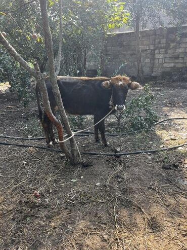 simmental inekler: Məhsul: Mal-qara (2 baş düyə/inek) Təsvir: - Şəkillərdə 2 baş