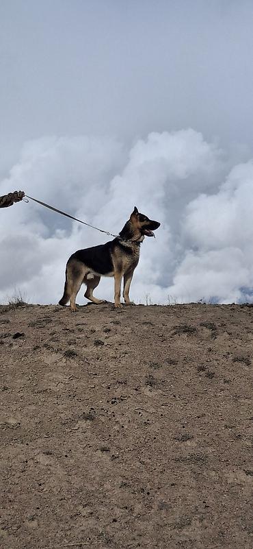 Продажа собак: ❗️❗️❗️❗️ВЯЗКА ❗️❗️❗️Восточно европейская овчарка .Сильный мощный — 2