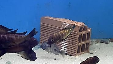 belamur balığı haqqında: Akvarium üçün Afrika siklidi – Tropheus sp. “İlangi” (Tanganika Gölü — 3
