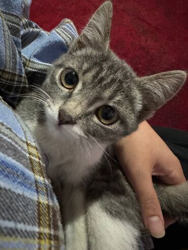 Коты: Отдам в хорошие руки
Маленький котёнок 🐱 1 месяц