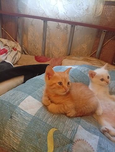 белые котята: Котята домашние, игривые и ласковые. - Окрас: один белый с голубыми — 1