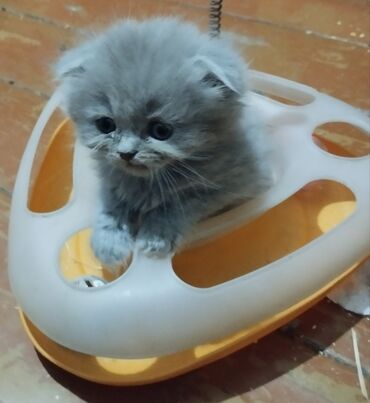 купить котенка вислоухого: ! КОТЯТА! В ПРОДАЖЕ ШОТЛАНДСКИЕ КОТЯТА, СКОТТИШ ФОЛД И СКОТТИШ