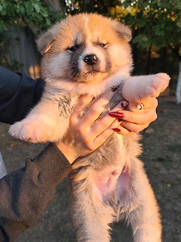 poklanjam štence: Japanska Akita (Akita Inu) stenci rezervacija. Preuzimaju se dva puta — 3