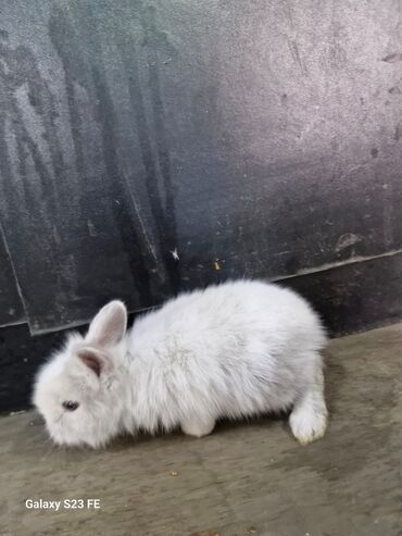 Dovşanlar: Ağ, tüklü karlik dovşan - Cinsi: karlik dovşan/ ev dovşanı - Rəng — 5