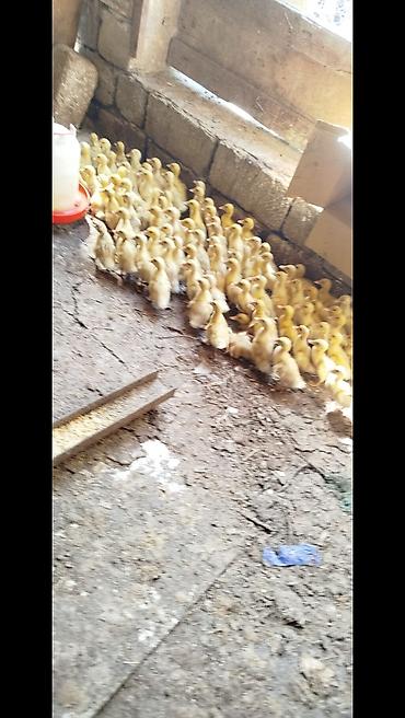 pekin ördeği: Salam tam saqlam pekin kuban krdeklerdi 15 gunukduler .Unvan . Mawdaqa — 3