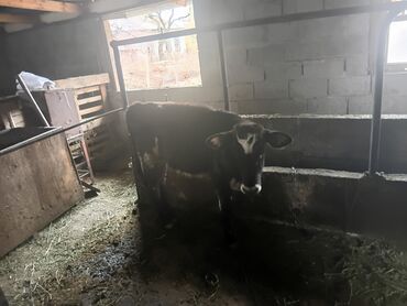 купить домик для кошки недорого: Сатам | Кунаажын | Бордоп семиртүү үчүн | Байланган