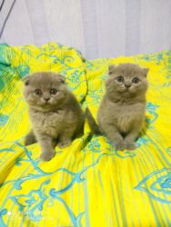 Pişiklər: Şotland, Dişi, Yaxşı əllərə, Ünvandan götürmə — 3