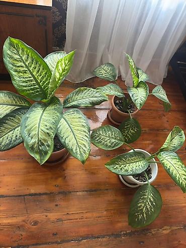 ev bitkisi: Böyük 45 azn Balacalar 30azn Dieffenbaxiya (Dieffenbachia) – — 2