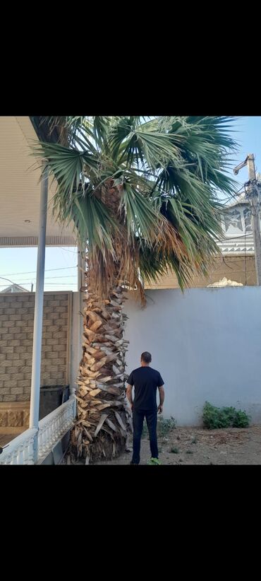 iydə ağacı: Palma Vaşinqton . 3 metreden 8 9 metreye kimi 1 ədədi 400manatdan
