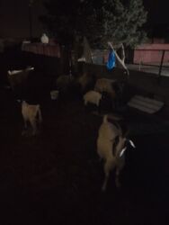 Keçi, çəpiş: Məhsul: Qoyun-keçi təsərrüfatı üçün keçilər Təsvir: - Şəkillərdə uzun — 13