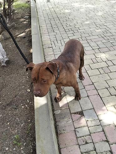 İtlər: 𝘈𝘺𝘢𝘲𝘭𝘢 𝘮𝘰̈𝘩𝘬ə𝘮 𝘴𝘪𝘮𝘦𝘵𝘪𝘥𝘪𝘬𝘥𝘪𝘳. 𝘪𝘵𝘪𝘯 𝘩𝘦𝘤̧ 𝘣𝘪𝘳 𝘬𝘢 𝘱𝘳𝘪𝘻𝘪 𝘰𝘭𝘢 𝘣𝘪𝘭𝘮ə𝘻 — 3