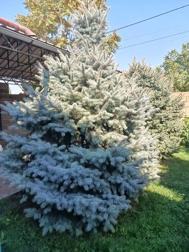 Декоративные деревья: Ели голубые (Иссык-Кульские) и туя западная для озеленения участка — 2