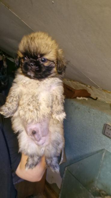 quru it yemi: Pekines erkey — 3