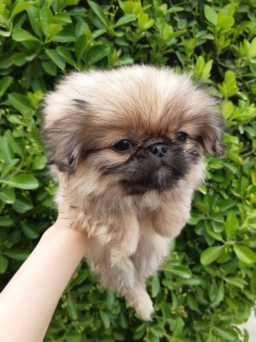it heyvan: Pekines, 2 ay, Dişi