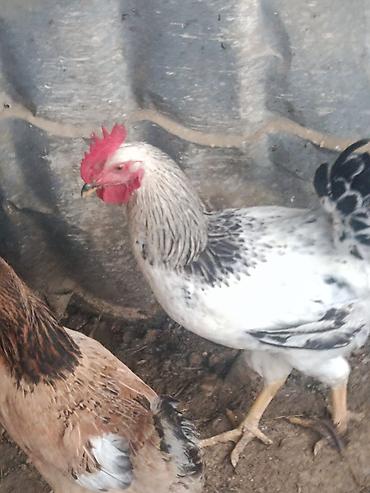 quş xana: 9. Ayliq. Cavan. Xoruz du. 2 kq. Eti. Var. Barter Edirem. 2. İllik — 1