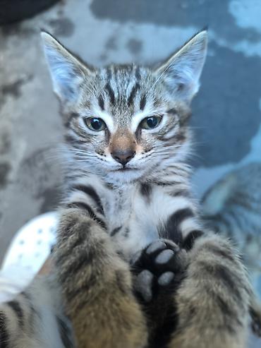 кошки бишкек купить: Кошка даром: Беспородная, 2 месяца, Мальчик — 1