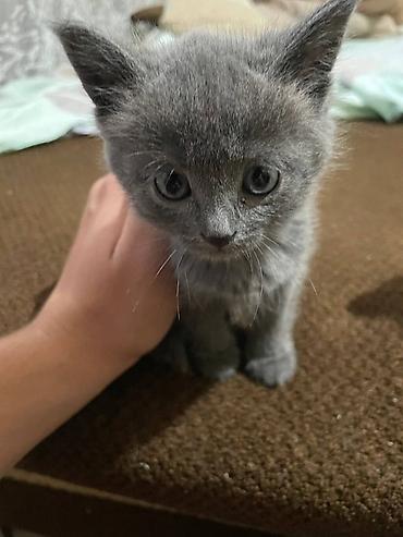 кошка порода: Ищем любящую семью для шатланского котенка мальчик — 3