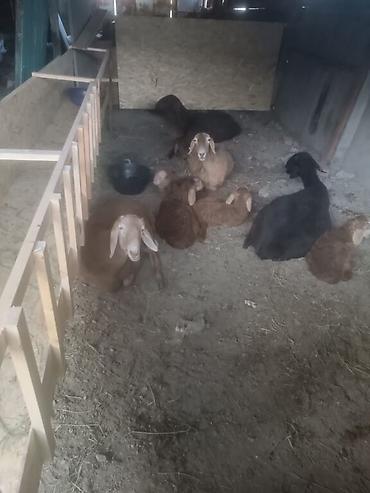 Баран, овца: Продаю | Овца (самка) | Арашан, Гиссарская | Для разведения | Матка, Ягнившаяся — 2