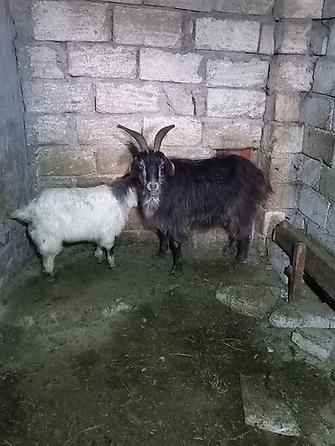 Mal-qara: Ana bala bala uzaqi 30 gun yaxsi baxsan kesilesidi.unvan ceyranbatan — 1