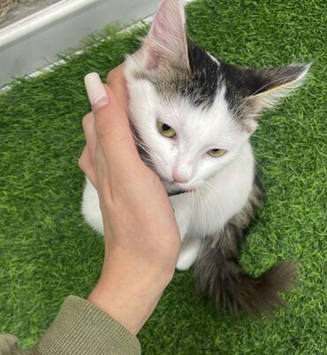 pisik sumkasi: Van, Dişi, Yaxşı əllərə, Ödənişli çatdırılma