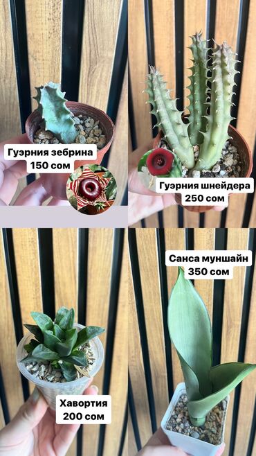 экзотические растения: Продажа суккуленты. Бишкек. По всем вопросам в вотсап или тут, в чате