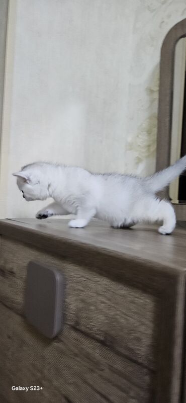 Pişiklər: Şinşilla, Erkək, Yaxşı əllərə, Ünvandan götürmə — 13