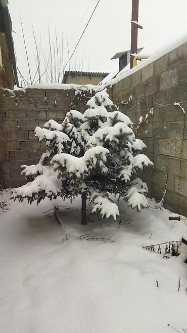 Ель: Ель голубая (Picea pungens), выращенная на участке. Описание: - — 5