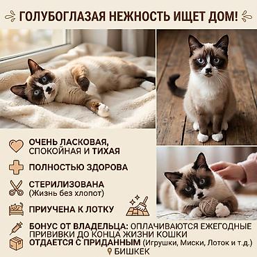 Отдам даром кошку: Кошка даром: Сиамская, 1 год, Девочка, Приучена к лотку — 1