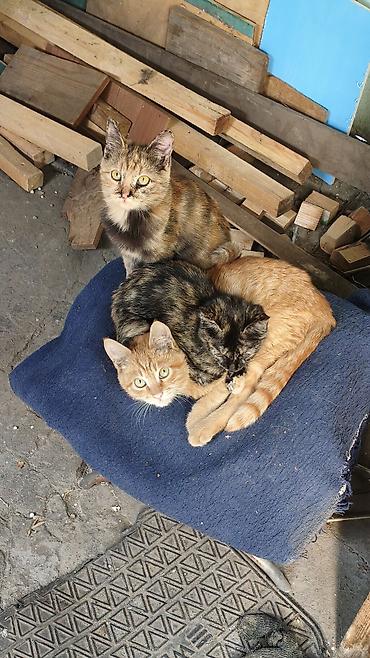 котята бесплатные: Отдаю в добрые руки котят потомственных охотников-крысоловов один — 2