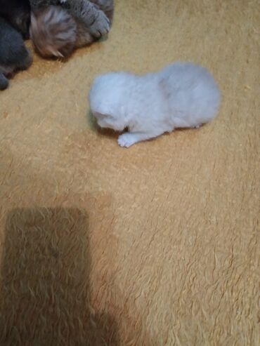 Oyuncaqlar: Sotland şinşilalar temiz cinsdi ana blek gold sinsilla,ata silver — 10