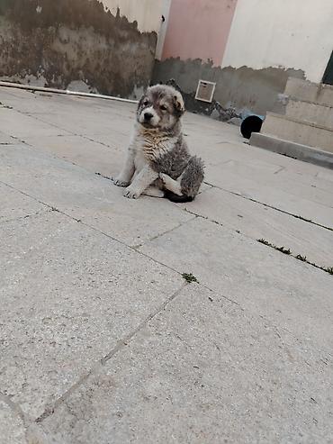 İtlər: Kanqal, 1 ay, Erkek — 2