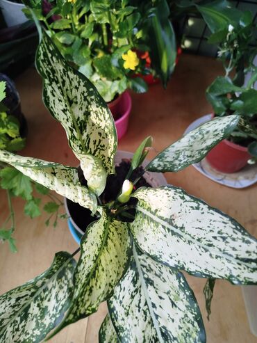 Другие комнатные растения: Другие комнатные растения — 12